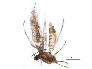  ( - BIOUG17786-F06)  @12 [ ] CreativeCommons - Attribution (2015) CBG Photography Group Centre for Biodiversity Genomics
