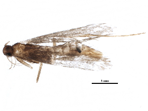  ( - BIOUG17972-E10)  @12 [ ] CreativeCommons - Attribution (2015) CBG Photography Group Centre for Biodiversity Genomics