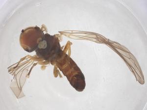  ( - BIOUG18139-F05)  @11 [ ] CreativeCommons - Attribution Share - Alike (2025) Centre for Biodiversity Genomics Centre for Biodiversity Genomics