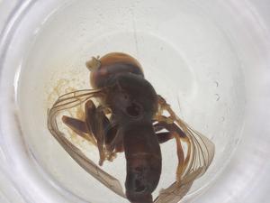  ( - BIOUG18548-H07)  @11 [ ] CreativeCommons - Attribution Share - Alike (2025) Centre for Biodiversity Genomics Centre for Biodiversity Genomics