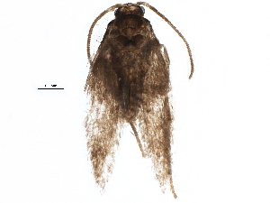  ( - BIOUG11501-A02)  @12 [ ] CreativeCommons - Attribution (2015) CBG Photography Group Centre for Biodiversity Genomics