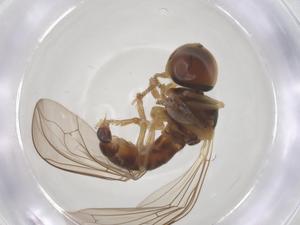  ( - BIOUG11686-C11)  @11 [ ] CreativeCommons - Attribution Share - Alike (2025) Centre for Biodiversity Genomics Centre for Biodiversity Genomics