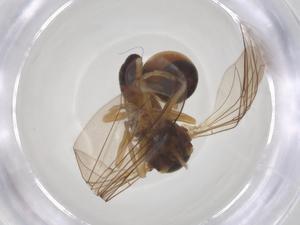  ( - BIOUG11686-D05)  @11 [ ] CreativeCommons - Attribution Share - Alike (2025) Centre for Biodiversity Genomics Centre for Biodiversity Genomics