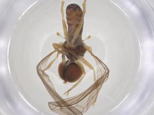  ( - BIOUG11688-D11)  @11 [ ] CreativeCommons - Attribution Share - Alike (2025) Centre for Biodiversity Genomics Centre for Biodiversity Genomics