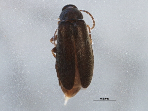  ( - BIOUG11724-D09)  @14 [ ] CreativeCommons - Attribution (2014) CBG Photography Group Centre for Biodiversity Genomics