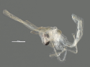  ( - BIOUG13645-D03)  @12 [ ] CreativeCommons - Attribution (2014) CBG Photography Group Centre for Biodiversity Genomics