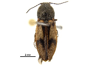  ( - BIOUG13943-G03)  @11 [ ] CreativeCommons - Attribution (2018) CBG Photography Group Centre for Biodiversity Genomics
