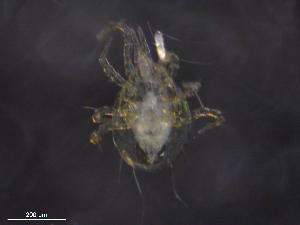  ( - BIOUG14265-G01)  @11 [ ] CreativeCommons - Attribution (2019) CBG Photography Group Centre for Biodiversity Genomics