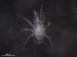  ( - BIOUG14265-H05)  @11 [ ] CreativeCommons - Attribution (2019) CBG Photography Group Centre for Biodiversity Genomics