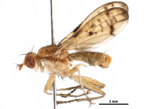  (Tetanocera clara - BIOUG14268-F11)  @15 [ ] CreativeCommons - Attribution (2015) CBG Photography Group Centre for Biodiversity Genomics