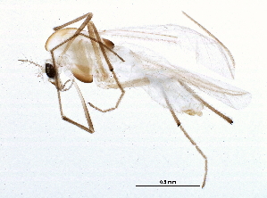  ( - BIOUG12209-D11)  @13 [ ] CreativeCommons - Attribution (2014) CBG Photography Group Centre for Biodiversity Genomics