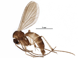  (Phronia tenuis - BIOUG12237-D01)  @14 [ ] CreativeCommons - Attribution (2016) CBG Photography Group Centre for Biodiversity Genomics