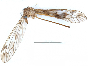  ( - BIOUG12717-G03)  @12 [ ] CreativeCommons - Attribution (2016) CBG Photography Group Centre for Biodiversity Genomics