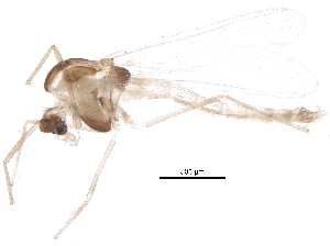 ( - BIOUG12457-D09)  @13 [ ] CreativeCommons - Attribution (2015) CBG Photography Group Centre for Biodiversity Genomics