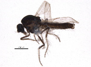  ( - BIOUG13843-A01)  @12 [ ] CreativeCommons - Attribution (2014) CBG Photography Group Centre for Biodiversity Genomics