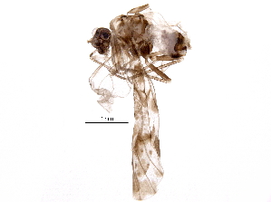  (Trichadenotecnum slossonae - BIOUG13895-B09)  @14 [ ] CreativeCommons - Attribution (2016) CBG Photography Group Centre for Biodiversity Genomics