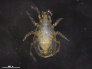  ( - BIOUG13895-E05)  @11 [ ] CreativeCommons - Attribution (2019) CBG Photography Group Centre for Biodiversity Genomics