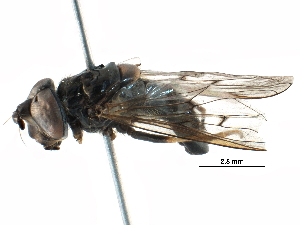  ( - BIOUG16874-E03)  @11 [ ] CreativeCommons - Attribution (2016) CBG Photography Group Centre for Biodiversity Genomics