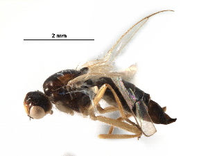  ( - BIOUG16947-A10)  @13 [ ] CreativeCommons - Attribution (2017) CBG Photography Group Centre for Biodiversity Genomics