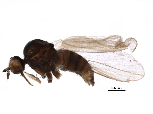  (Rhamphomyia unguiculata - BIOUG16979-C11)  @14 [ ] CC-0 (2015) CBG Photography Group Centre for Biodiversity Genomics