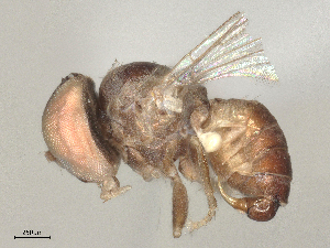  (Chalarus sp. CAN4 - BIOUG17308-G11)  @11 [ ] CreativeCommons - Attribution Share - Alike (2025) CBG Photography Group Centre for Biodiversity Genomics