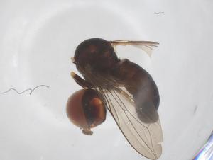  ( - BIOUG17314-H11)  @11 [ ] CreativeCommons - Attribution Share - Alike (2025) Centre for Biodiversity Genomics Centre for Biodiversity Genomics