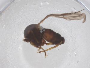  ( - BIOUG17410-E07)  @11 [ ] CreativeCommons - Attribution Share - Alike (2025) Centre for Biodiversity Genomics Centre for Biodiversity Genomics