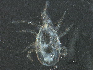  (Neoseiulus sp. JCS33 - BIOUG17559-E02)  @13 [ ] CreativeCommons - Attribution (2015) CBG Photography Group Centre for Biodiversity Genomics