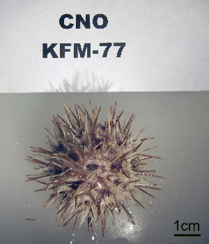  ( - OGL-E01685)  @11 [ ] No Rights Reserved (2009) Coastal Marine Biolabs Coastal Marine Biolabs