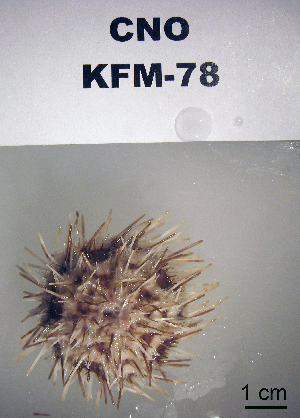 ( - OGL-E01686)  @11 [ ] No Rights Reserved (2009) Coastal Marine Biolabs Coastal Marine Biolabs