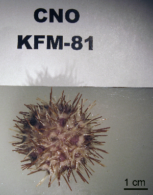  ( - OGL-E01689)  @11 [ ] No Rights Reserved (2009) Coastal Marine Biolabs Coastal Marine Biolabs