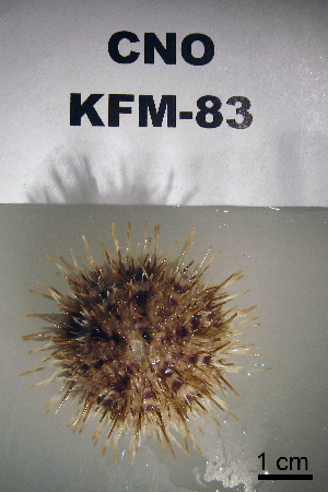  ( - OGL-E01691)  @11 [ ] No Rights Reserved (2009) Coastal Marine Biolabs Coastal Marine Biolabs
