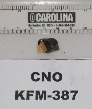  ( - KFM-387)  @11 [ ] No Rights Reserved  Unspecified Unspecified