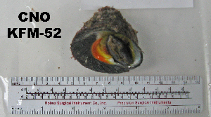  (Tegula regina - OGL-E01579)  @12 [ ] No Rights Reserved (2009) Coastal Marine Biolabs Coastal Marine Biolabs