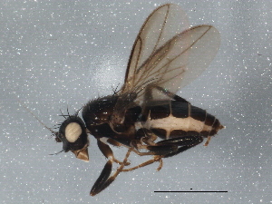  ( - BIOUG04437-H11)  @12 [ ] CreativeCommons - Attribution (2013) CBG Photography Group Centre for Biodiversity Genomics