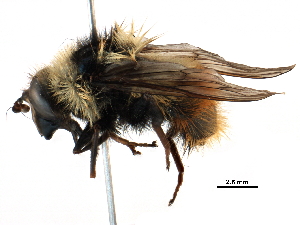  ( - BIOUG04569-A03)  @11 [ ] CreativeCommons - Attribution (2016) CBG Photography Group Centre for Biodiversity Genomics