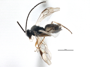  ( - BIOUG04681-B04)  @12 [ ] CreativeCommons - Attribution (2014) CBG Photography Group Centre for Biodiversity Genomics