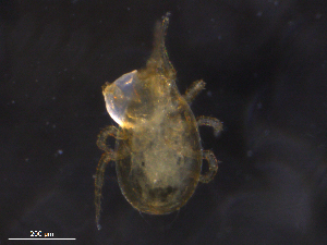  ( - BIOUG07271-A09)  @11 [ ] CreativeCommons - Attribution (2019) CBG Photography Group Centre for Biodiversity Genomics