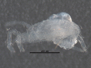  ( - BIOUG07382-D09)  @13 [ ] CreativeCommons - Attribution (2014) CBG Photography Group Centre for Biodiversity Genomics
