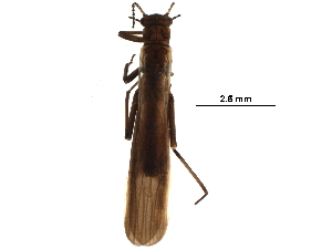  ( - BIOUG03096-A02)  @14 [ ] CreativeCommons - Attribution (2017) CBG Photography Group Centre for Biodiversity Genomics