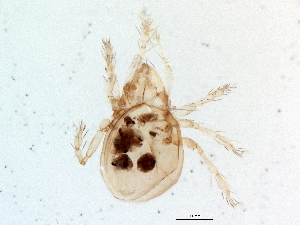  (Dendrozetes - BIOUG04526-H09)  @13 [ ] CreativeCommons - Attribution (2014) CBG Photography Group Centre for Biodiversity Genomics