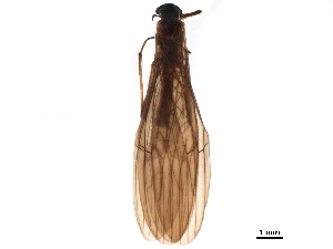  ( - BIOUG05803-H10)  @11 [ ] CreativeCommons - Attribution (2019) CBG Photography Group Centre for Biodiversity Genomics