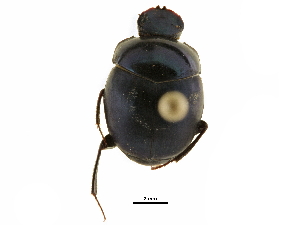  ( - BIOUG28573-G04)  @11 [ ] CreativeCommons - Attribution (2018) CBG Photography Group Centre for Biodiversity Genomics