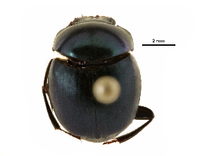  ( - BIOUG28573-G05)  @11 [ ] CreativeCommons - Attribution (2018) CBG Photography Group Centre for Biodiversity Genomics