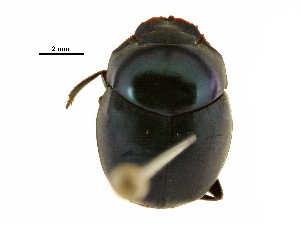  ( - BIOUG28573-G06)  @11 [ ] CreativeCommons - Attribution (2018) CBG Photography Group Centre for Biodiversity Genomics