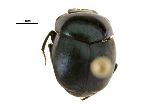  ( - BIOUG28573-G07)  @11 [ ] CreativeCommons - Attribution (2018) CBG Photography Group Centre for Biodiversity Genomics