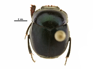  ( - BIOUG28573-G10)  @11 [ ] CreativeCommons - Attribution (2018) CBG Photography Group Centre for Biodiversity Genomics