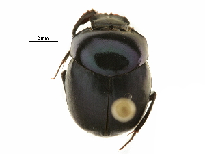  ( - BIOUG28573-H04)  @11 [ ] CreativeCommons - Attribution (2018) CBG Photography Group Centre for Biodiversity Genomics