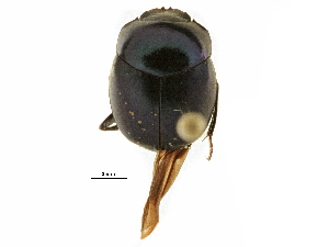  ( - BIOUG28573-H06)  @11 [ ] CreativeCommons - Attribution (2018) CBG Photography Group Centre for Biodiversity Genomics