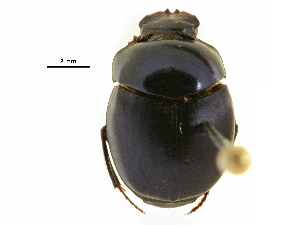  ( - BIOUG28573-H08)  @11 [ ] CreativeCommons - Attribution (2018) CBG Photography Group Centre for Biodiversity Genomics